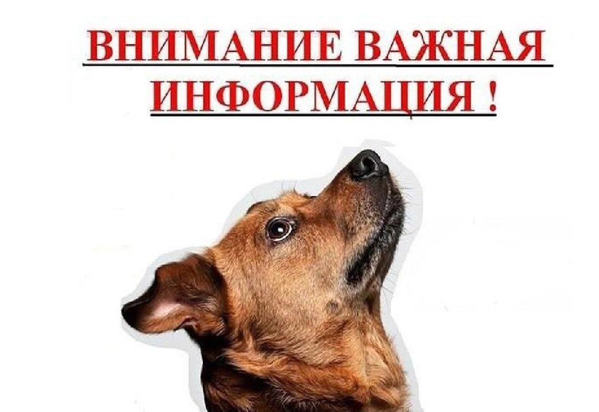 Безнадзорные животные и случаи самовыгула домашних питомцев.